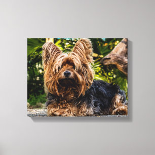 Yorkie Leinwanddruck