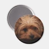 Yorkie Magnet (Vorderseite/Rückseite)
