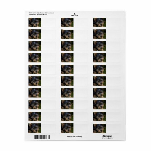 Yorkie mit Stock (Vorne)