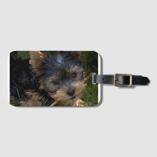 Yorkie mit Stock Gepäckanhänger (Vorderseite (Horizontal))