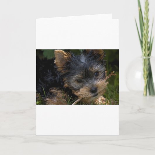 Yorkie mit Stock Karte (Vorderseite)