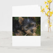 Yorkie mit Stock Karte (Gelbe Blume)
