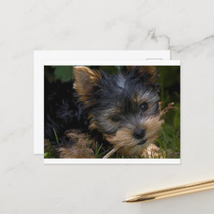 Yorkie mit Stock Postkarte