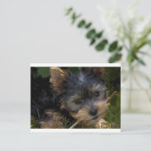 Yorkie mit Stock Postkarte (Stehend Vorderseite)
