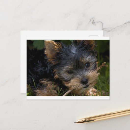 Yorkie mit Stock Postkarte (Vorderseite/Rückseite Beispiel)