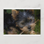 Yorkie mit Stock Postkarte (Vorderseite)