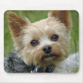 Yorkie Mousepad (Vorne)