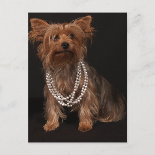 Yorkie Pearls Postcard Postkarte (Vorderseite)