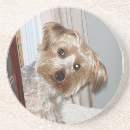 Yorkie Peeking um die Ecke Untersetzer (Vorne)