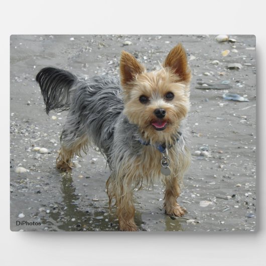 Yorkie Plaque Fotoplatte (Vorderseite)