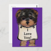 Yorkie Poo Postkarte (Vorne/Hinten)