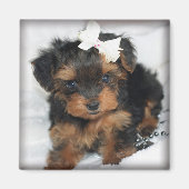Yorkie-Poo Square Magnet (Vorne)