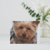 Yorkie Postcard Postkarte (Stehend Vorderseite)
