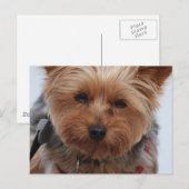 Yorkie Postcard Postkarte (Vorne/Hinten)