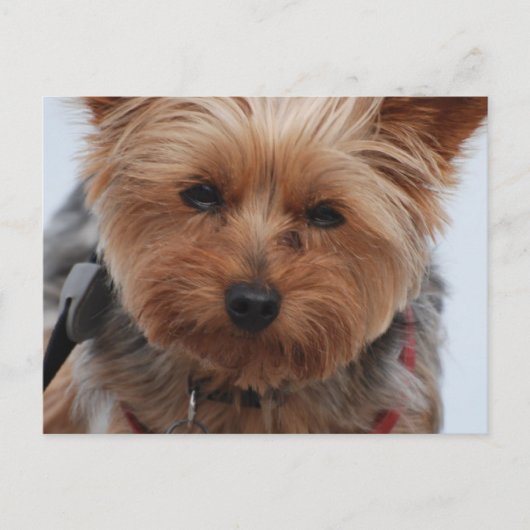 Yorkie Postcard Postkarte (Vorderseite)