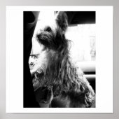 Yorkie Poster (Vorne)