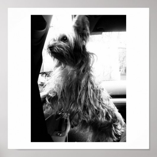 Yorkie Poster (Vorne)