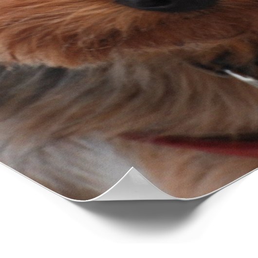 Yorkie Poster (Ecke)