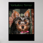 Yorkie Poster (Vorne)