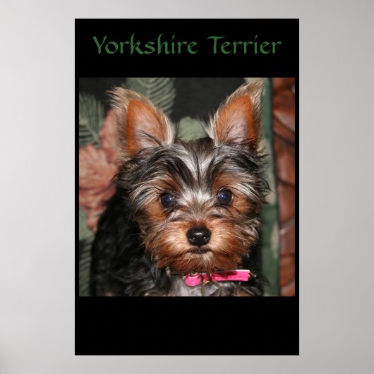 Yorkie Poster (Vorne)
