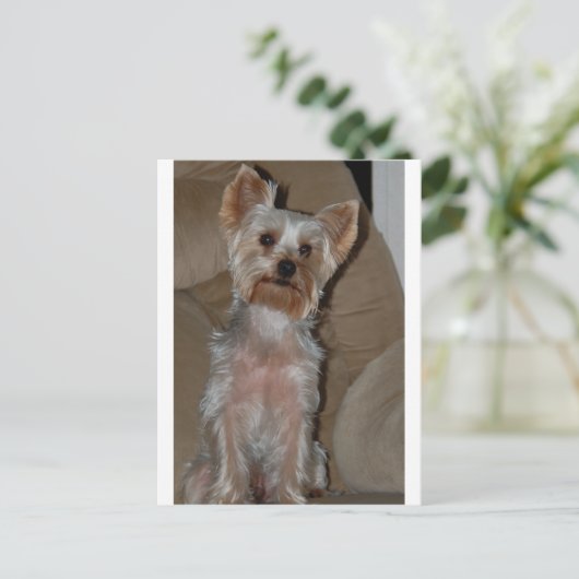 Yorkie Postkarte (Stehend Vorderseite)