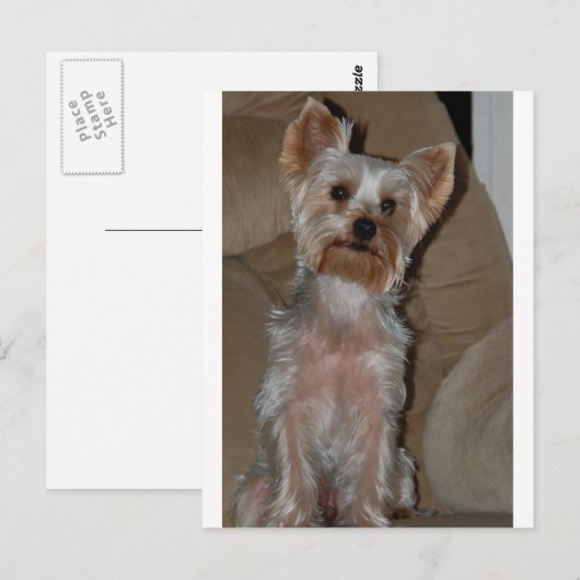 Yorkie Postkarte (Vorne/Hinten)