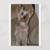 Yorkie Postkarte (Vorderseite)