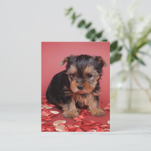 Yorkie Postkarte (Stehend Vorderseite)
