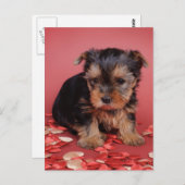 Yorkie Postkarte (Vorne/Hinten)
