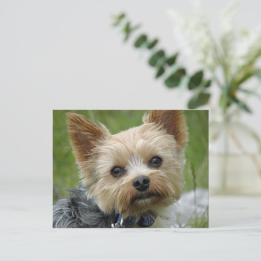 Yorkie Postkarte (Stehend Vorderseite)