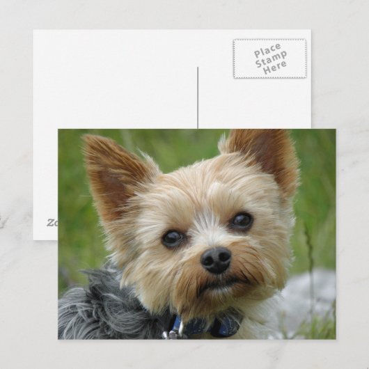 Yorkie Postkarte (Vorne/Hinten)