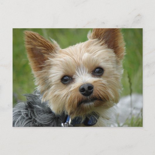 Yorkie Postkarte (Vorderseite)
