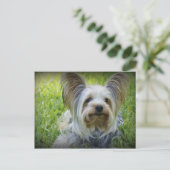 Yorkie Postkarte (Stehend Vorderseite)