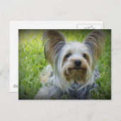 Yorkie Postkarte (Vorne/Hinten)