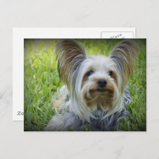 Yorkie Postkarte (Vorne/Hinten)