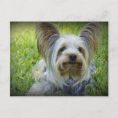 Yorkie Postkarte (Vorderseite)