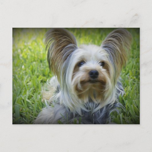 Yorkie Postkarte (Vorderseite)
