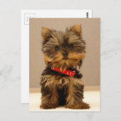 Yorkie Products Postkarte (Vorne/Hinten)