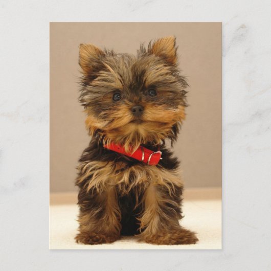 Yorkie Products Postkarte (Vorderseite)