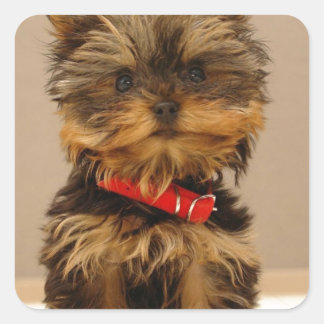 Yorkie Products Quadratischer Aufkleber