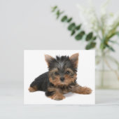 Yorkie Pup Postkarte (Stehend Vorderseite)