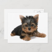 Yorkie Pup Postkarte (Vorne/Hinten)