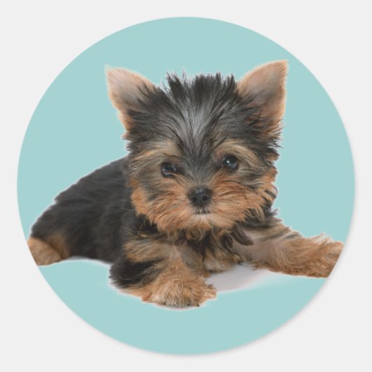 Yorkie Pup Runder Aufkleber (Vorderseite)