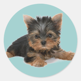 Yorkie Pup Runder Aufkleber