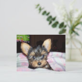 Yorkie Puppy Dog Lover Geschenke Postkarte (Stehend Vorderseite)