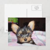 Yorkie Puppy Dog Lover Geschenke Postkarte (Vorne/Hinten)