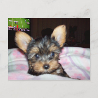 Yorkie Puppy Dog Lover Geschenke Postkarte
