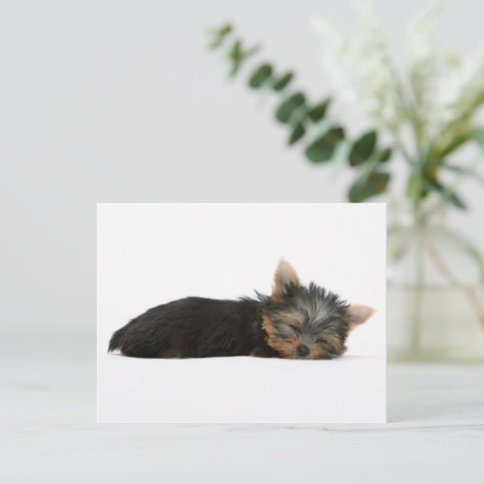 Yorkie Puppy Sleeping Postkarte (Stehend Vorderseite)
