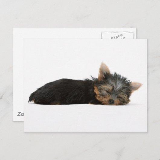 Yorkie Puppy Sleeping Postkarte (Vorne/Hinten)