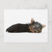 Yorkie Puppy Sleeping Postkarte (Vorderseite)